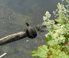 Come and tell us your dull and unexciting news 33: Calmly through the day