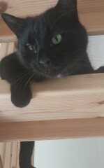 DH says cat needs to show more gratitude