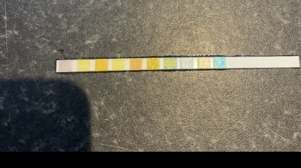 Can anybody interpret this UTI test?