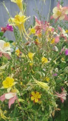 What to do with this aquilegia?