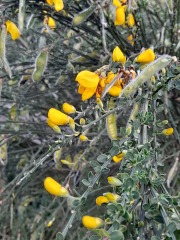 Weeds Have Rights Too !