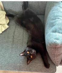 The One after the One where the Excellent Cats posed for a calendar