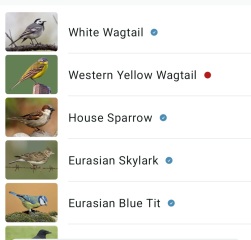 Merlin App Appreciation plus General Birding Chat