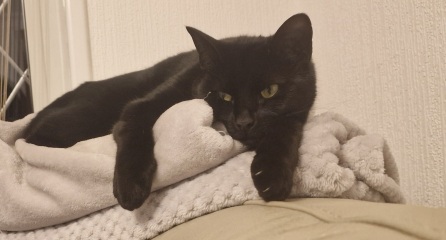 To show you my cat and her kittens for distraction and stress relief purposes?