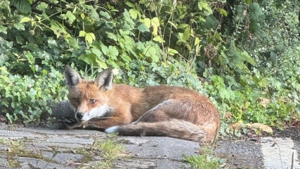 Can we talk about my fox family please?