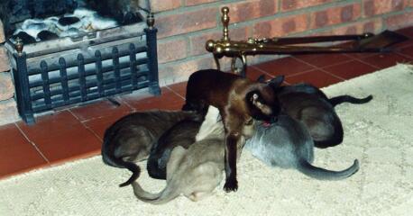 To show you my cat and her kittens for distraction and stress relief purposes?