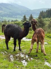 Year round Nigel Slater discussion thread Part 2