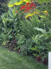 Anyone else planting a jungle/tropical garden?