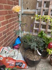 Why has only one rose grown? Am I doing something wrong?
