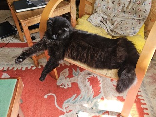 Roond and roond and up and doon - the Excellent Cats roam aboot