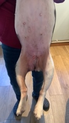 Masivet? - information needed please