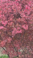 Struggling Acer