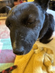 Dog's face severely swollen