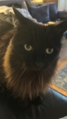 Cats everywhere!