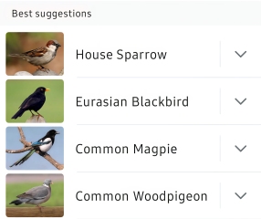 Merlin App Appreciation plus General Birding Chat