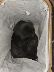 Roond and roond and up and doon - the Excellent Cats roam aboot