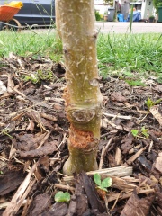 What is happening to my apple tree?