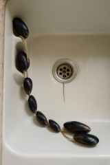 HELP! How can I get this mussel out?