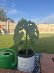 Sunflower help!!!
