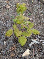 Anyone know what's wrong with my raspberries?