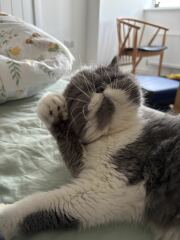 Pampered, Persian, Princess Penelope