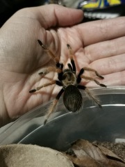My new jumping spider.
