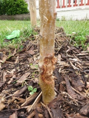 What is happening to my apple tree?