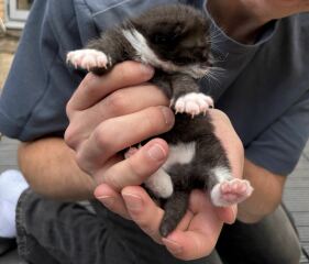 I think this cat is pregnant. What do I do?