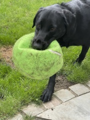 Herding ball recommendations for collies or corgis?