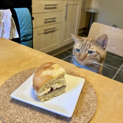 Why do cats like cake