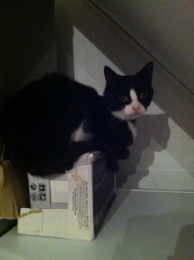 Where is the most awkward or inconvenient place your cat sleeps?