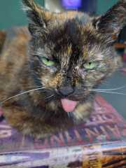 Roond and roond and up and doon - the Excellent Cats roam aboot