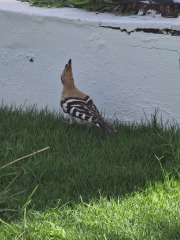 The Bluestocking Women’s Pub - Where Everybody Knows Your Username