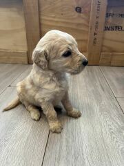 What is my new puppy called? (Cute photograph inc.)