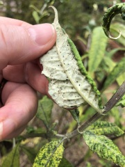 Can anyone identify this disease(?) on my buddleia?