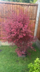 Struggling Acer