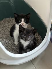Fostering a mum and 3 tiny kittens