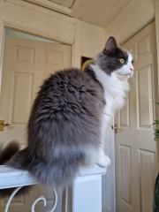 Bringing home 2 kittens on Sunday - what have I forgotten?!
