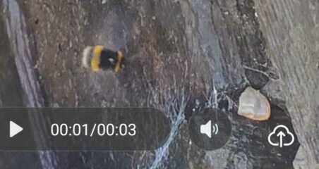 Are these bees friends or foes?