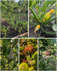 The Vegetable Patch 2024/2025
