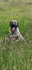Which breed?