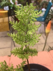 Can anyone ID these ferns?