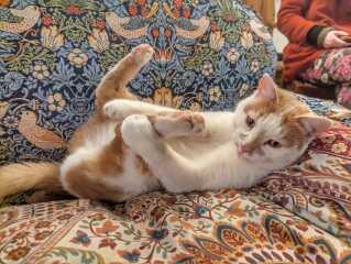 Fostering a pregnant cat