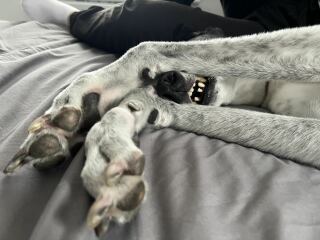 URGENT - DOG ATTACKED PARTNER **Please read OP's latest updates**  [edited by MNHQ]