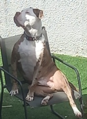 Dog nextdoor