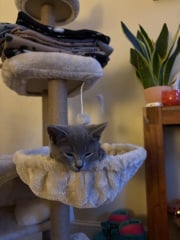 Bringing home 2 kittens on Sunday - what have I forgotten?!