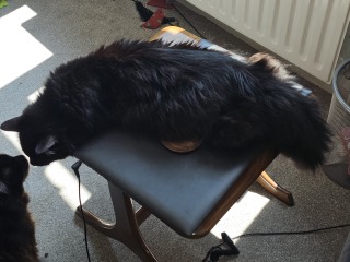 Roond and roond and up and doon - the Excellent Cats roam aboot