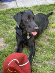 Herding ball recommendations for collies or corgis?