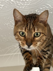 To show you my cat and her kittens for distraction and stress relief purposes?