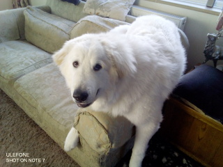 Adolescent Dog Survival Thread - for teenage dirtbags